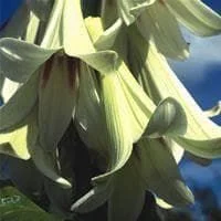 justseed2990618