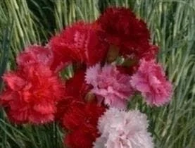 justseed2990660