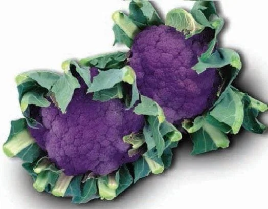 justseed2990745