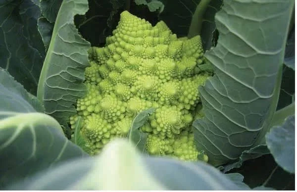 justseed2990759