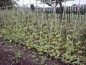 justseed2990921