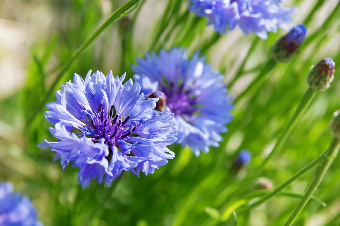 justseed2991114