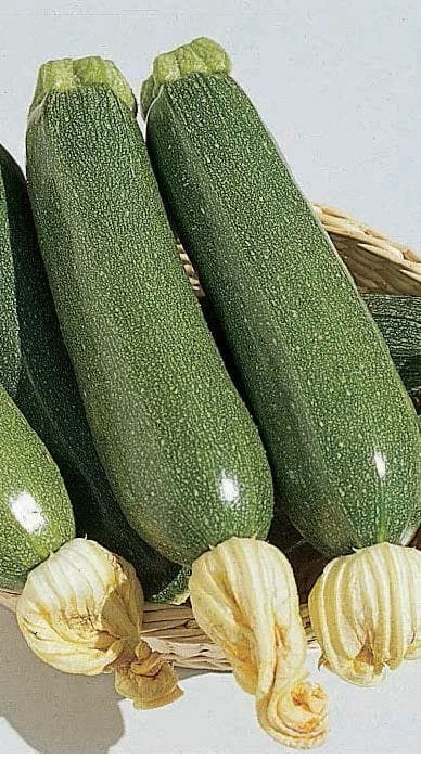 justseed2991148