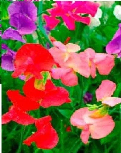 justseed2991343