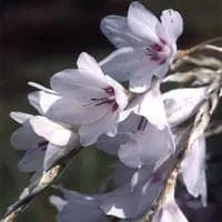 justseed2991484