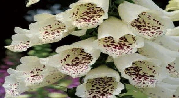 justseed2991556