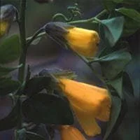 justseed2991663