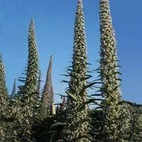 justseed2991690