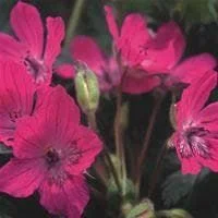 justseed2991698