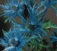 justseed2991730