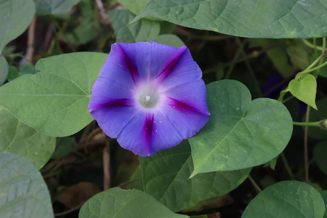 justseed2991897