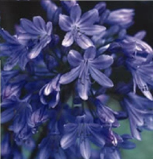 justseed2991991