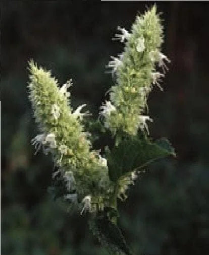 justseed2992005