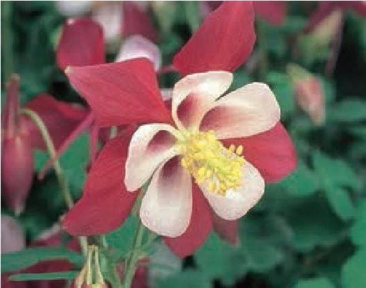 justseed2992160