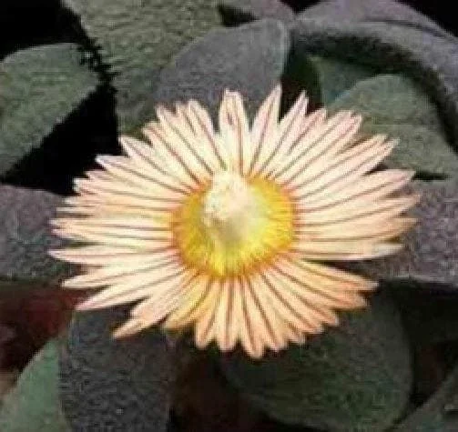justseed2992760