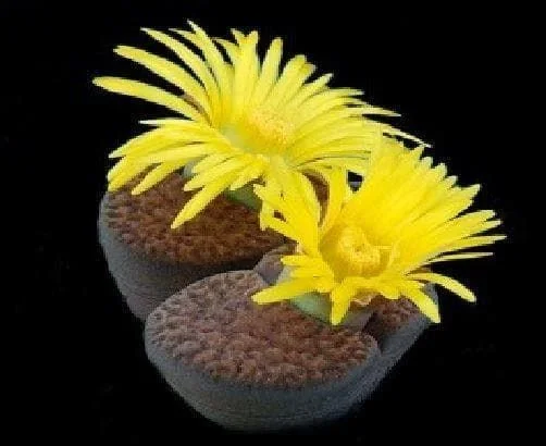 justseed2992956