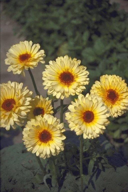 justseed2993112