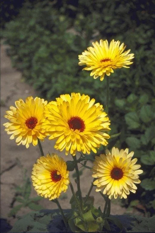 justseed2993121
