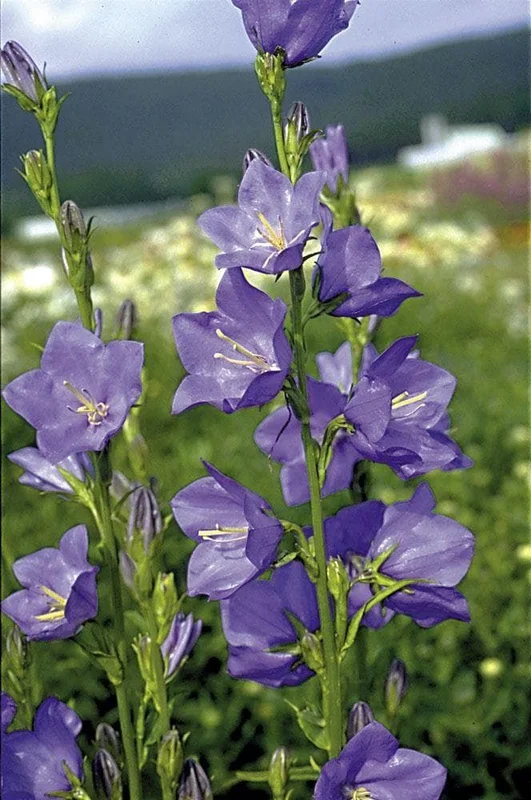 justseed2993149
