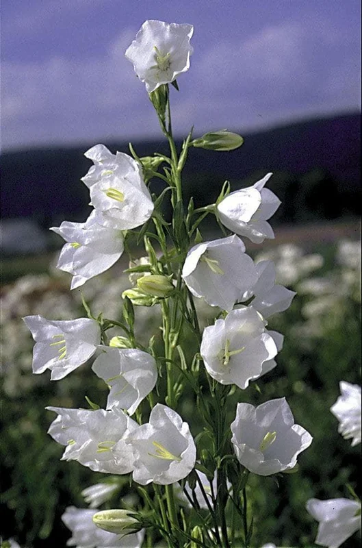 justseed2993166