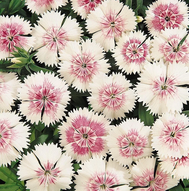 justseed2994011