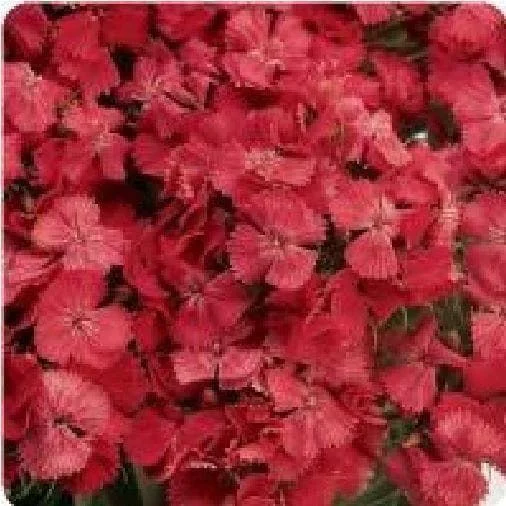 justseed2994135