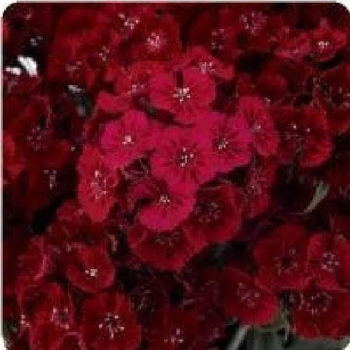 justseed2994174