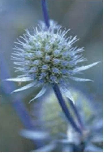 justseed2994279