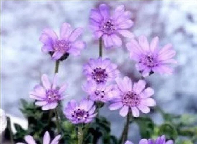 justseed2994357