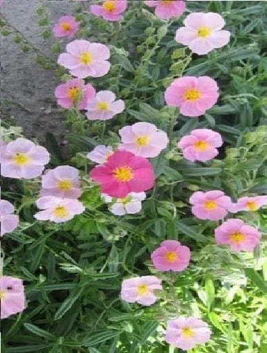 justseed2994427