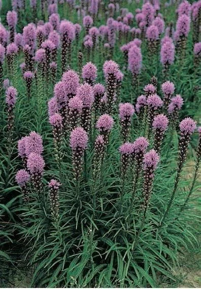 justseed2994577
