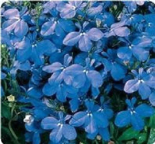 justseed2994904