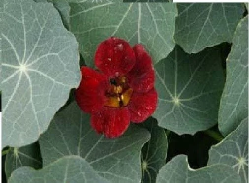 justseed2995242