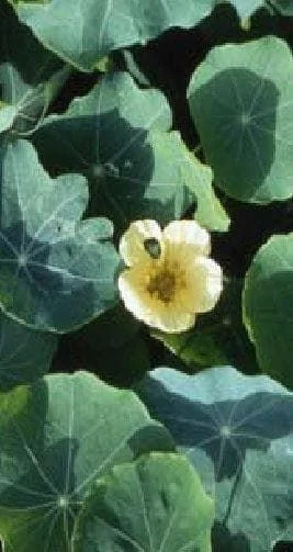 justseed2995281