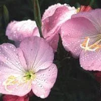 justseed2995560