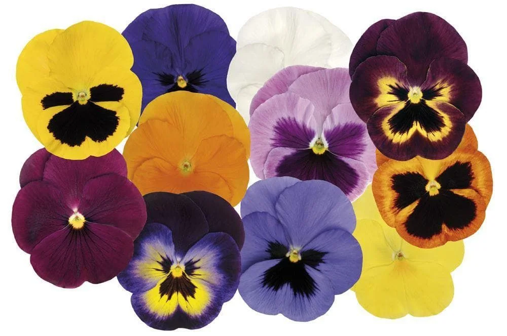 justseed2995802