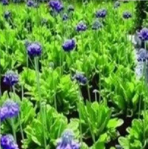 justseed2996081