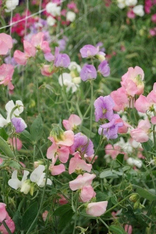 justseed2996272