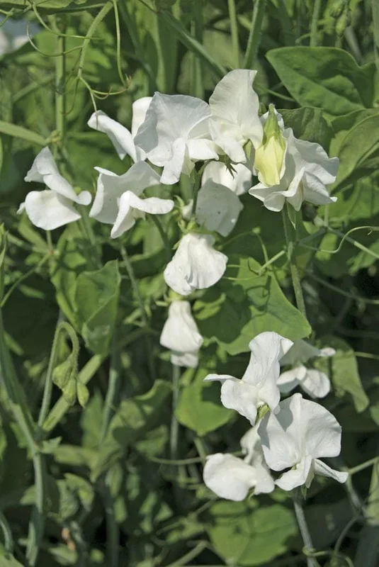 justseed2996350