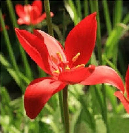 justseed2996484