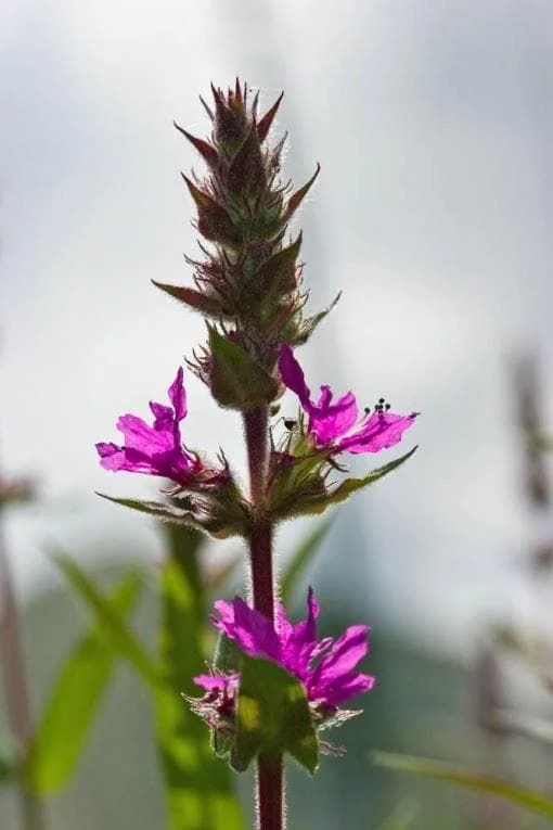 justseed2996677