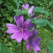 justseed2996690