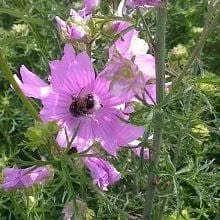 justseed2996701