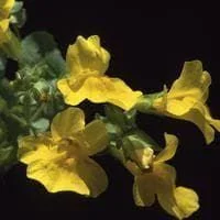 justseed2996820