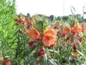 justseed2997160