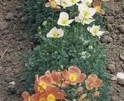 justseed2997293