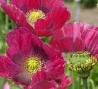 justseed2997454