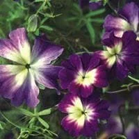 justseed2998051
