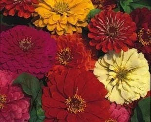justseed2998183