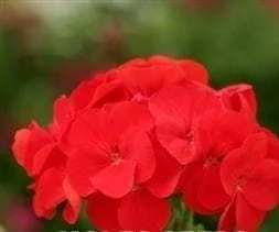 justseed2998209